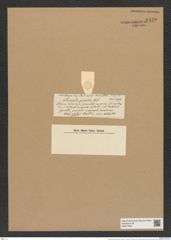 Actinocyclus pumilus Castr. (de-Toni-Nr.: Genus 195, Species 4801) Zeichnungen Sammlung Grunow Nr. 8450 (NHMW-BOT-W0377903)